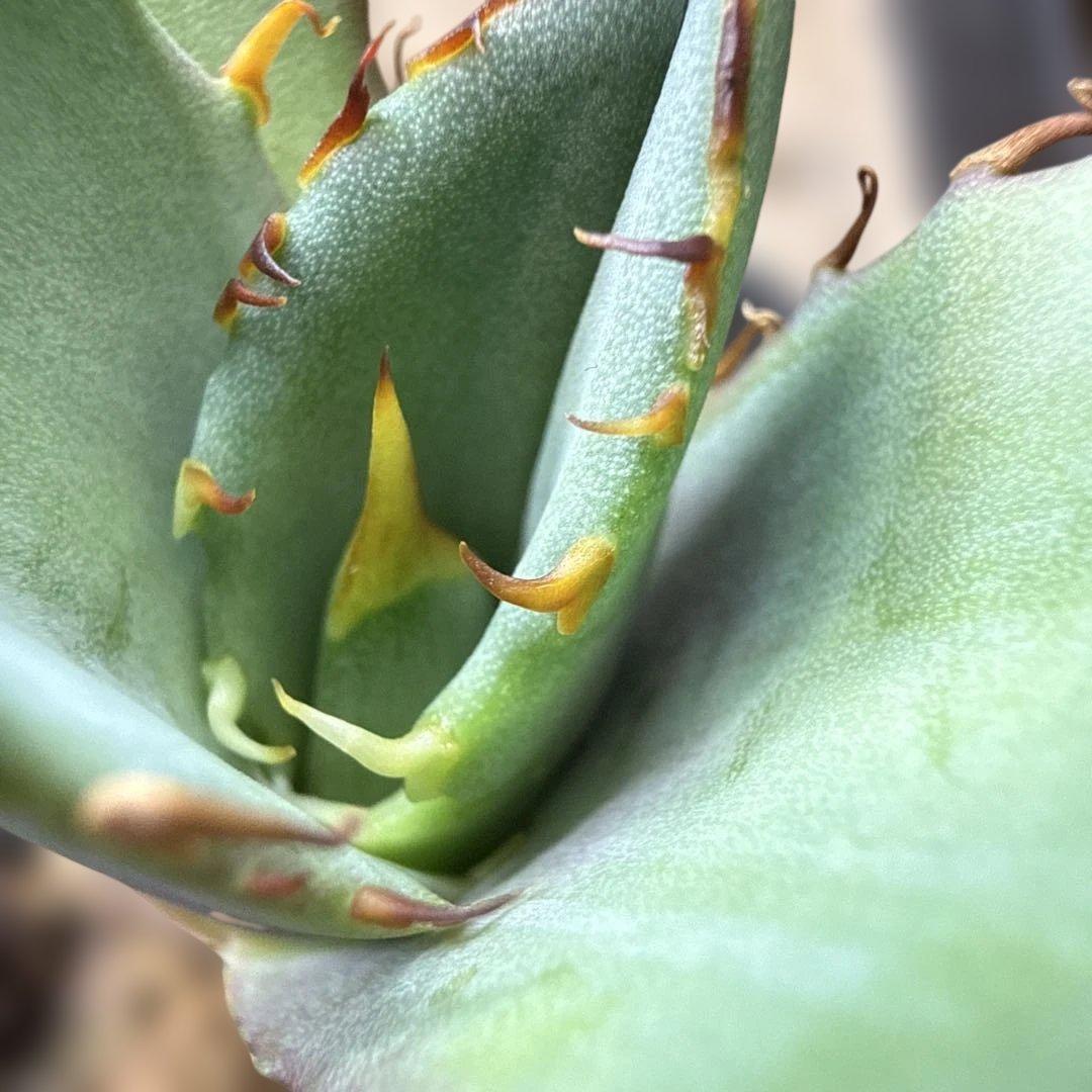 100 アガベ 青葉 オテロイ実生 選抜 チタノタ オアハカ ブルー - メルカリ