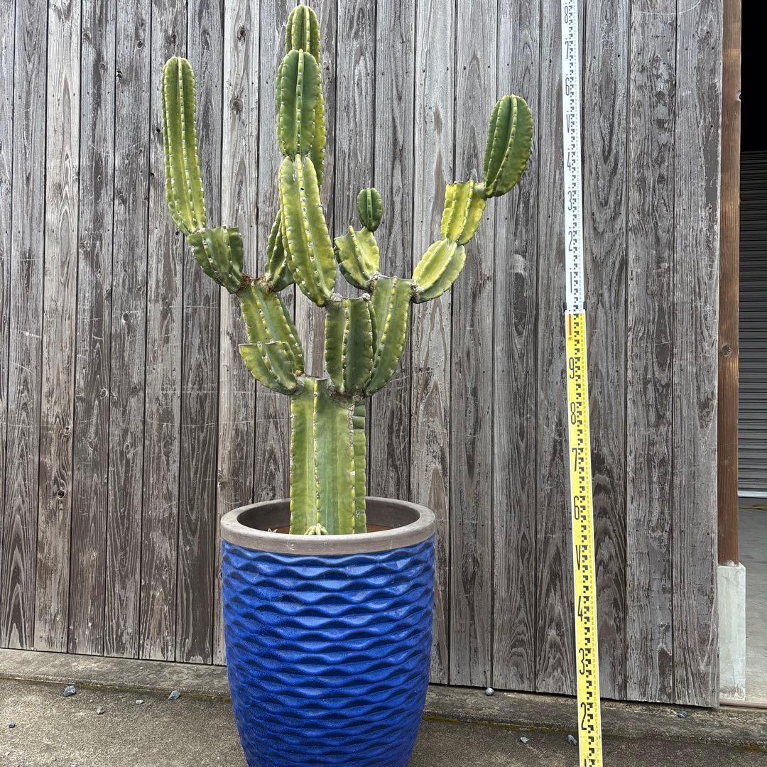 売り切越冬済 大型シンボルツリーにどうぞ 柱サボテン 鬼面角 ドライ