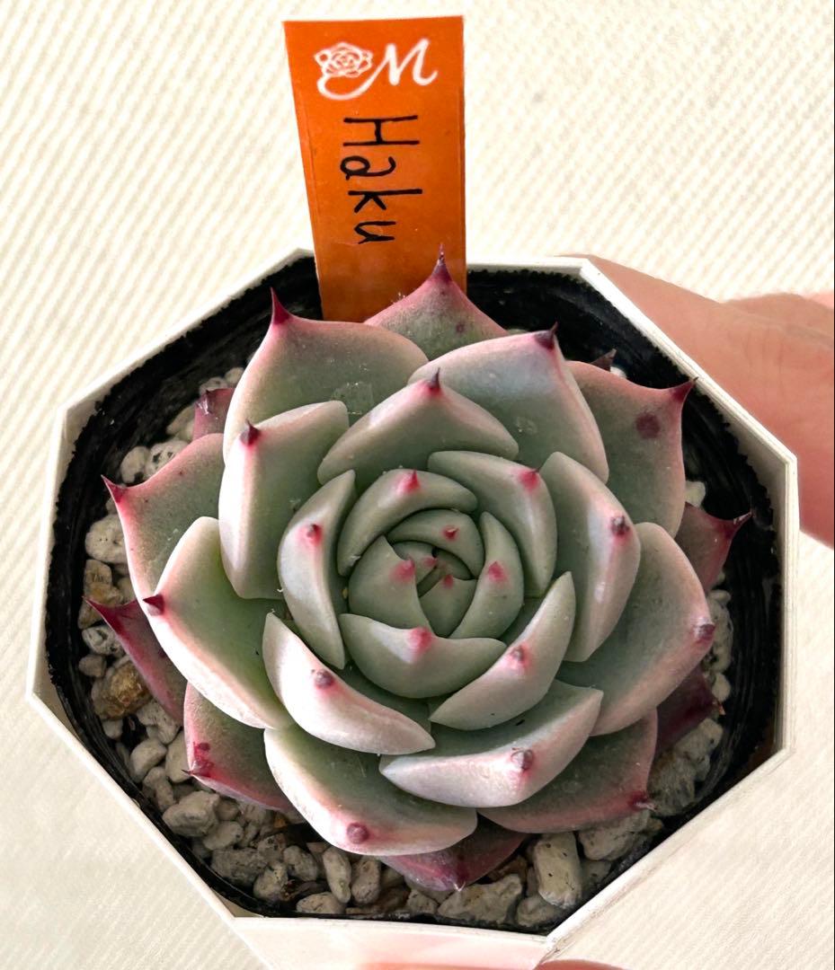 miyaさん苗 希少命名株 Haku メルカリ便 札付き・抜き苗 - メルカリ