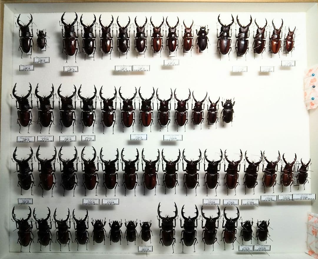 村山輝記製作・クワガタ標本　トカラノコギリクワガタ全島 村山輝記製作・クワガタ標本 トカラノコギリクワガタ全島