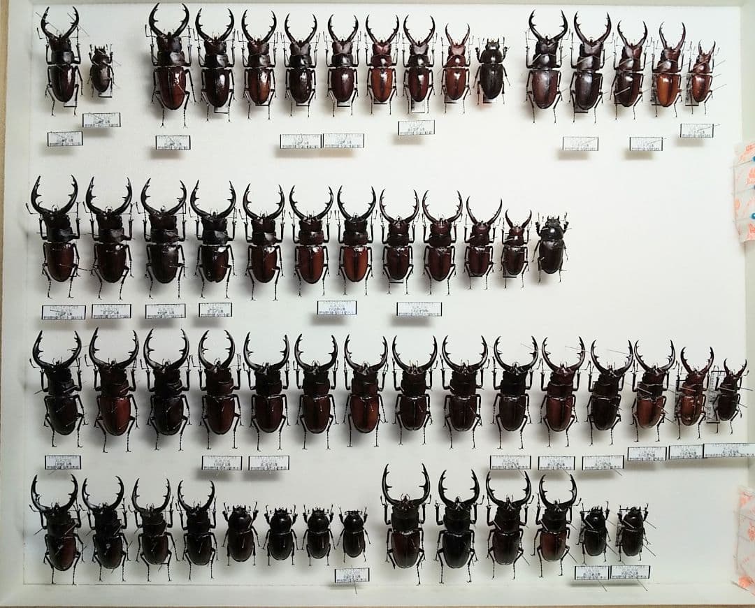 村山輝記製作・クワガタ標本 トカラノコギリクワガタ全島