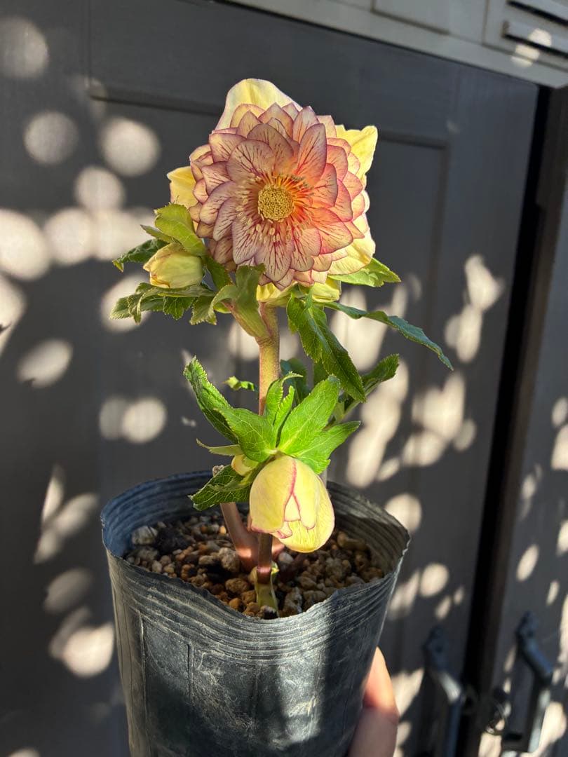 クリスマスローズ DDクリームベイン赤蕊