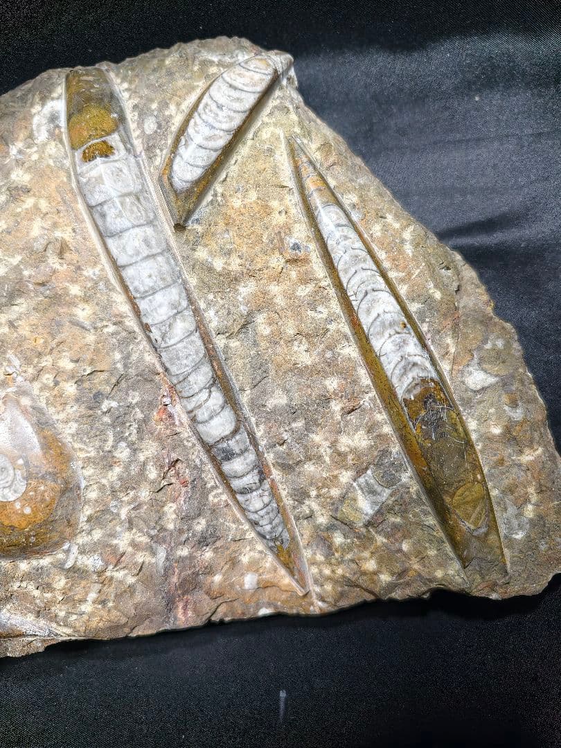 天然化石 オルソセラス+アモナイト 置物 天然石 骨董 旧家蔵出し 蒐集