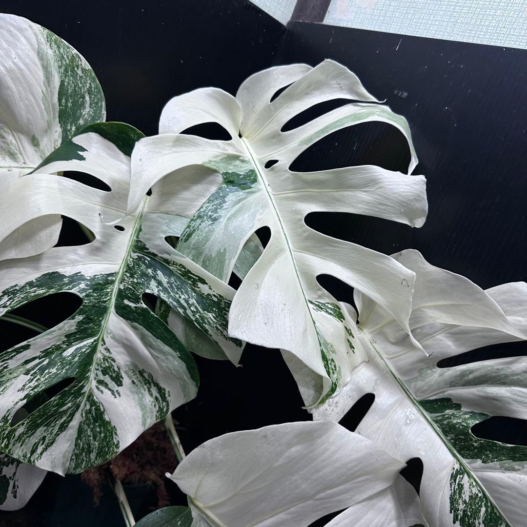 斑入りモンステラ ホワイトタイガー極美大株55cm白斑多 - メルカリ