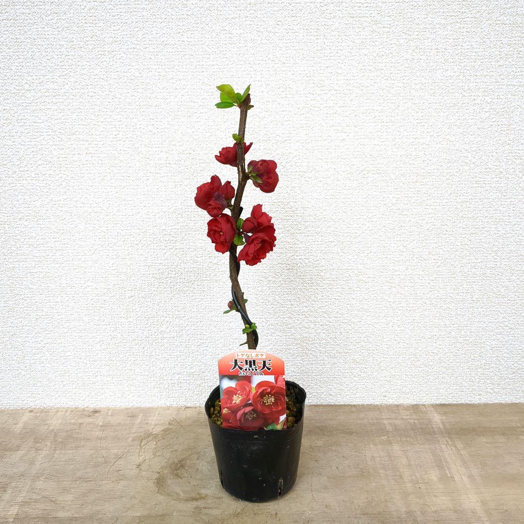 盆栽苗 木瓜 大黒天 開花株 - メルカリ