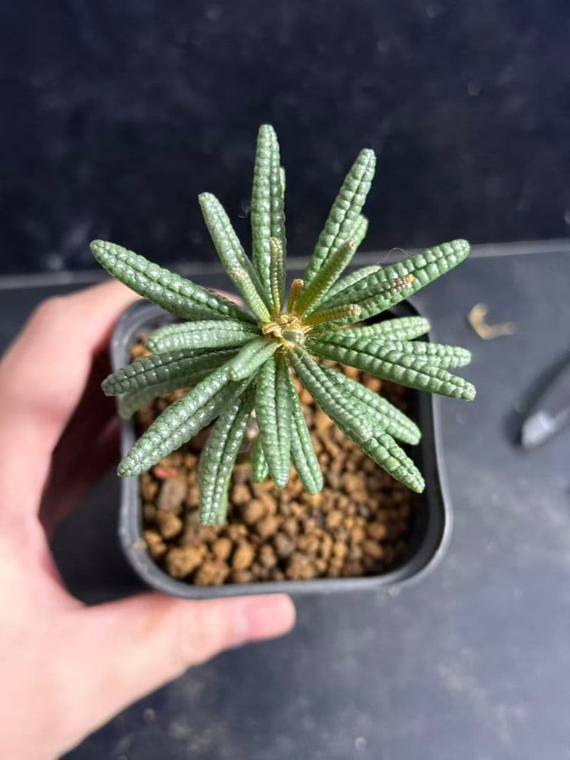 ドルステニア・ギガス ブルラタタイプ 実生株｜発根済み 鉢植え発送