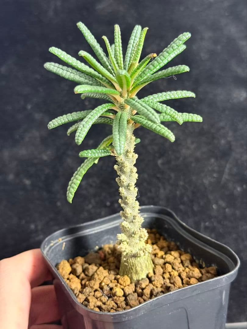 ドルステニア・ギガス ブルラタタイプ 実生株｜発根済み 鉢植え発送