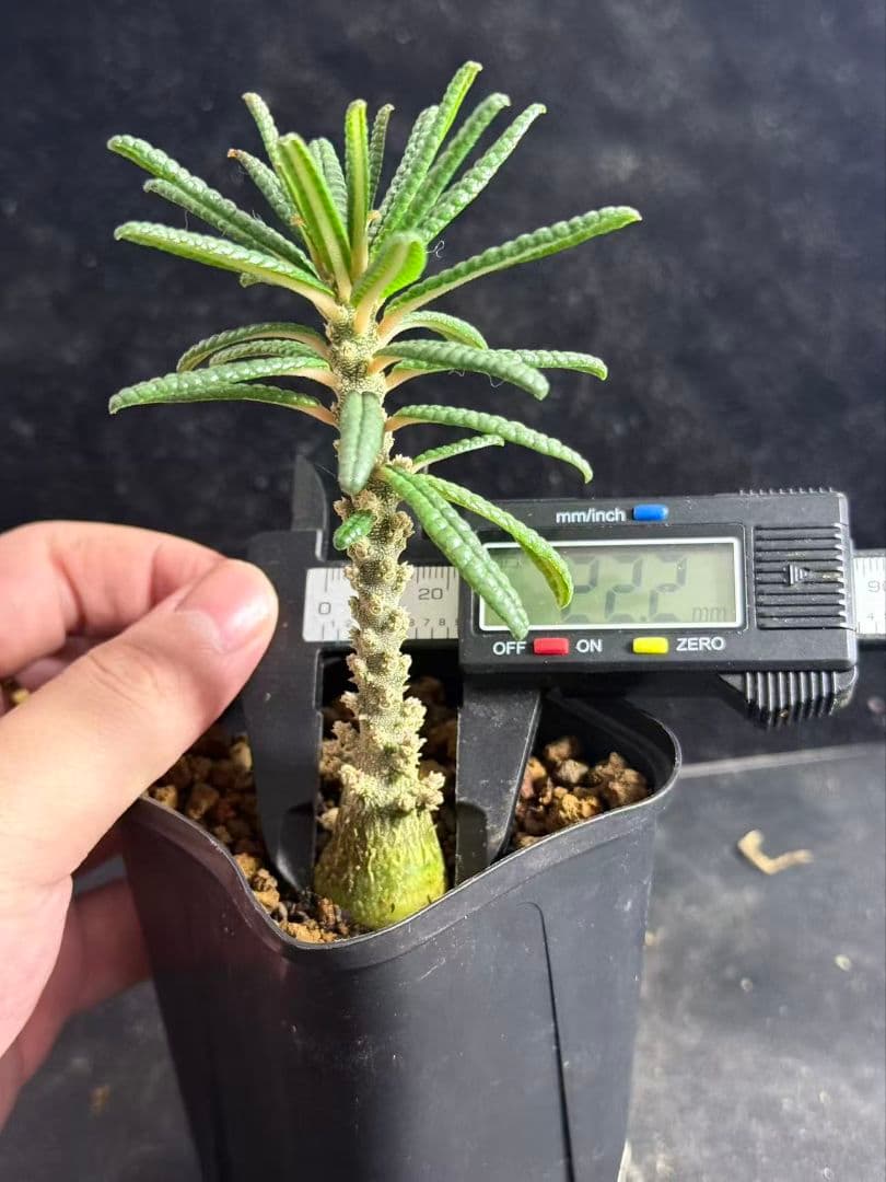 ドルステニア・ギガス ブルラタタイプ 実生株｜発根済み 鉢植え発送