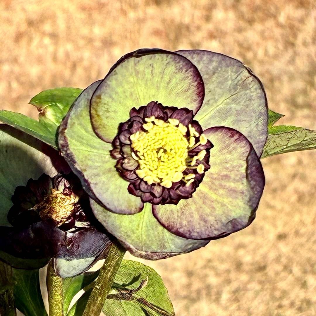 m*i様 3429☘️花付き☘️SD⭐️ボリューム艶ピコSD⭐️バイカラー⭐️コ