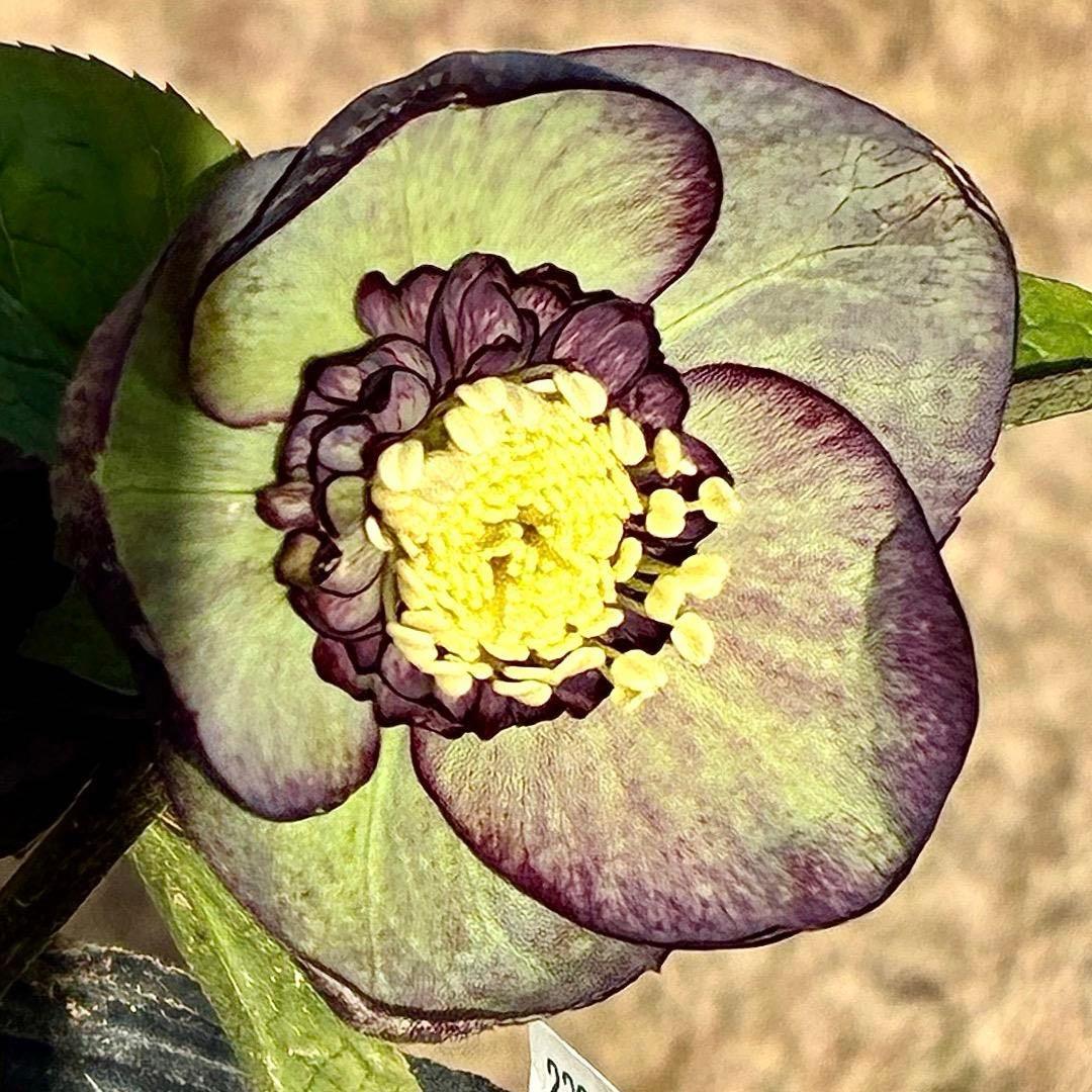 m*i様 3429☘️花付き☘️SD⭐️ボリューム艶ピコSD⭐️バイカラー⭐️コ