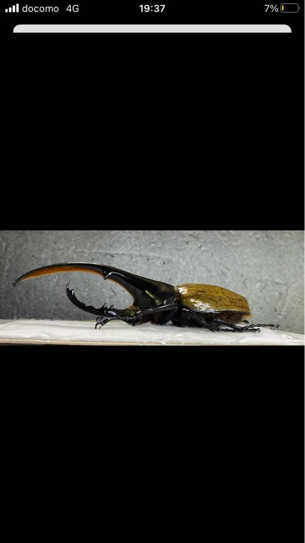 ヘラクレス・ヘラクレス♂標本 ヘラクレスオオカブトのオブジェ（標本）をBASEにて販売中です。 ご