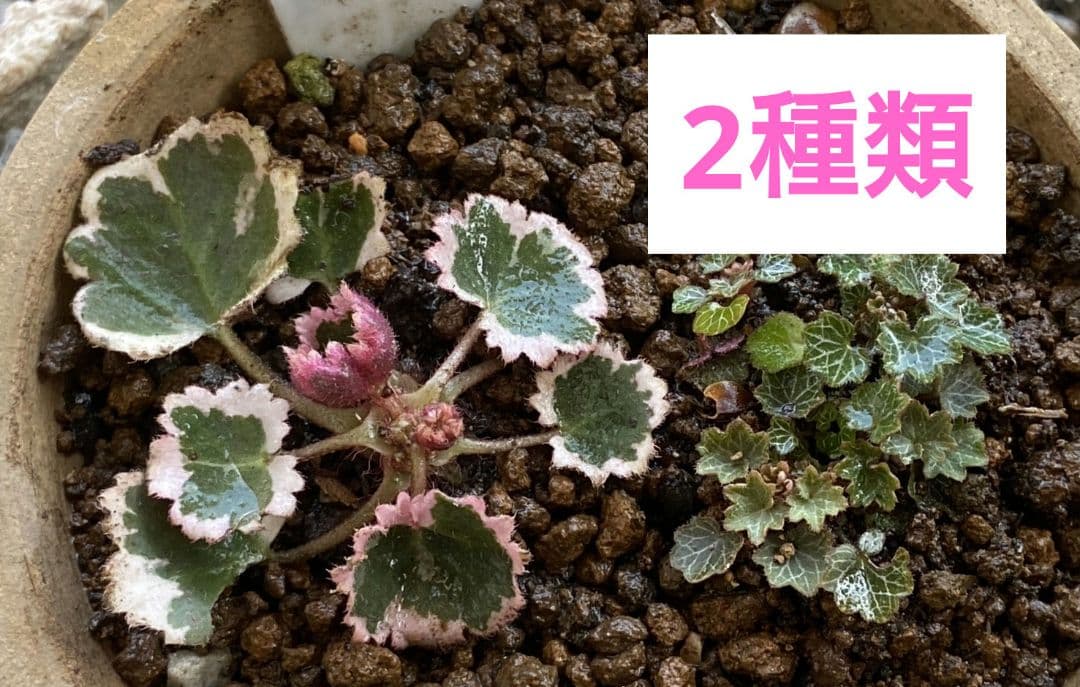 屋久島極姫ユキノシタ＆御所車 No.1パルダリウム - メルカリ