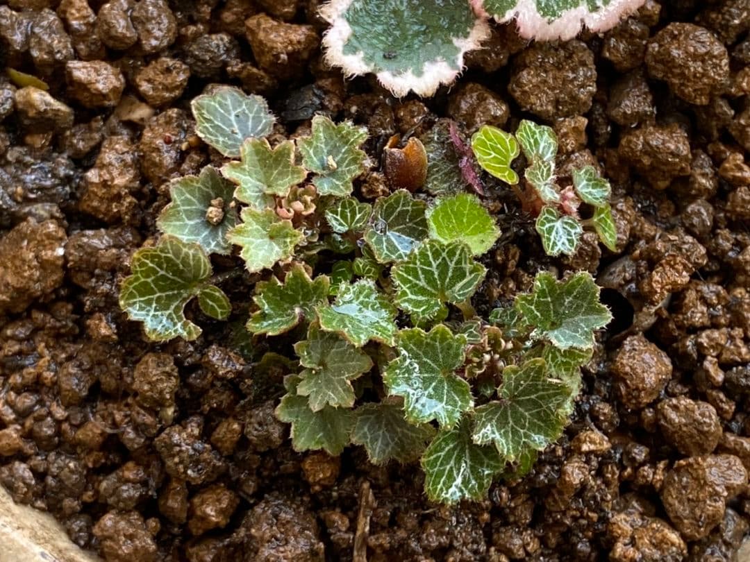 屋久島極姫ユキノシタ＆御所車 No.1パルダリウム - メルカリ