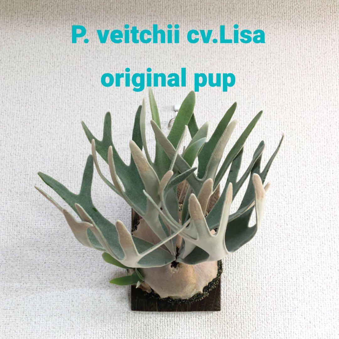 P. veitchii cv.Lisa OC ビカクシダ オリジナル - メルカリ