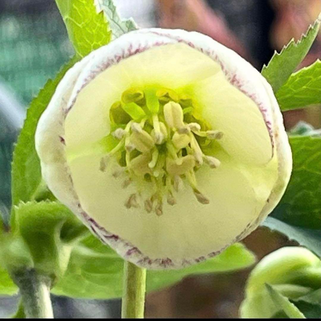 プ*ン様 3405☘️蕾付き☘️⭐️超小輪⭐️コロコロ手毬咲き⭐️ピコティー⭐️