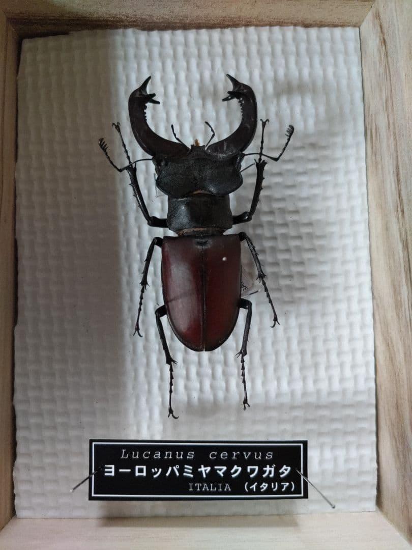 ヨーロッパミヤマクワガタ ♂ 約75mm標本 イタリア産 - メルカリ