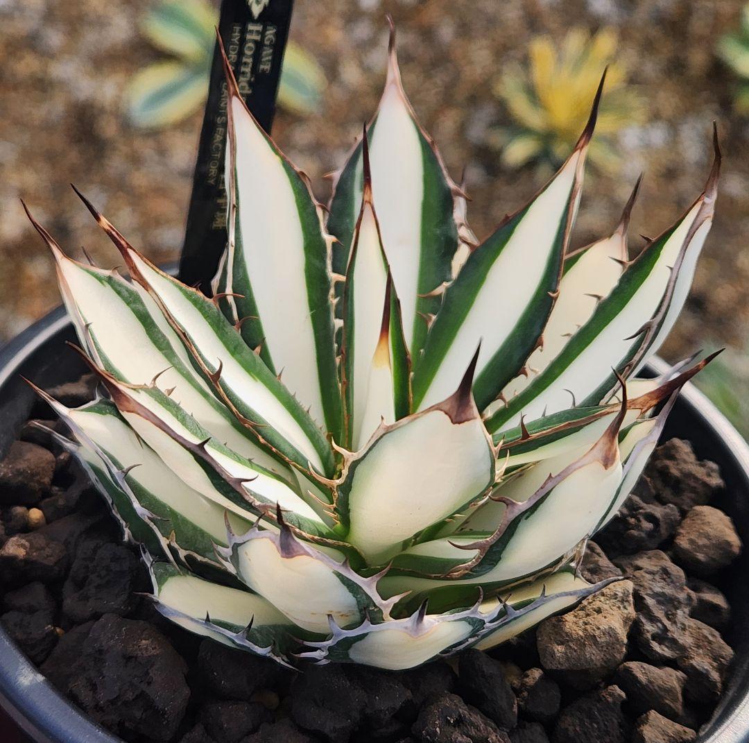 MOB様専用 アガベ ホリダ 白中斑 極上株 発根済 鉢のまま発送 - メルカリ