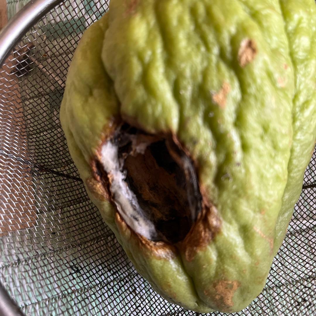 ハヤトウリ種 2個 芽が見えます - メルカリ