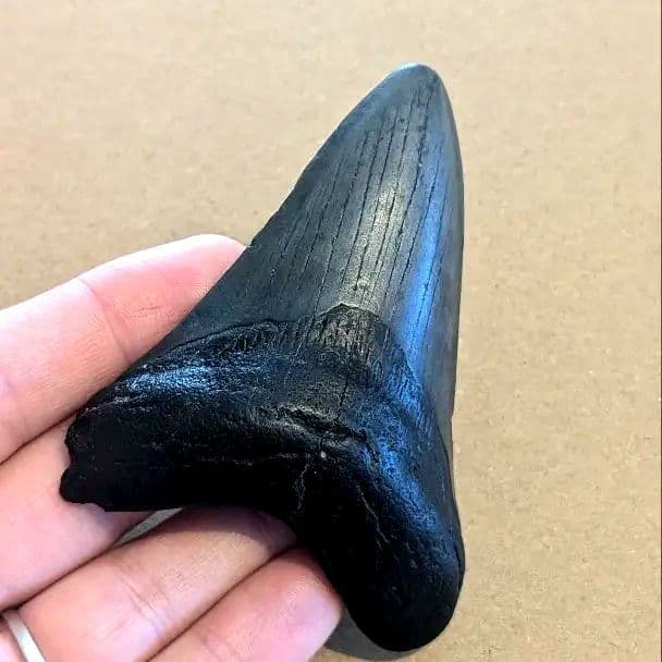 メガロドンの歯の化石 ots05 極上 メガロドン 歯 化石 本物 インドネシア 127.05mm プレゼント
