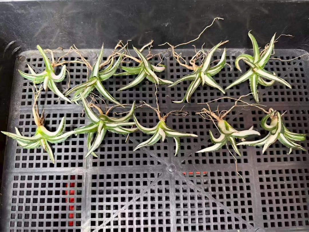 猫*け様 44多肉植物アガベ 笹の雪丸叶氷山 変異錦 白中斑 鲜明錦 極上美株 m*u様 45多肉植物アガベ 笹の雪丸叶氷山 変異錦 白中斑 鲜明錦 極上美