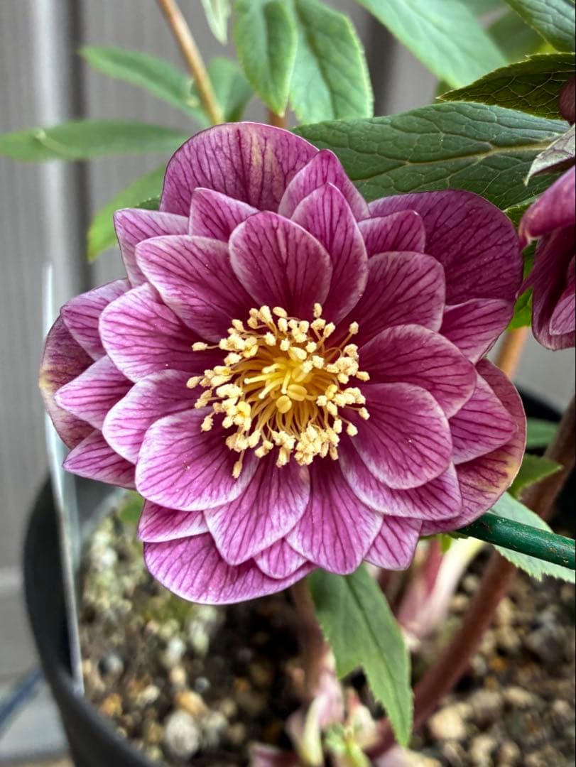 ♡広瀬園芸♡ レッド白抜け ソレイユ系 充実株 - メルカリ