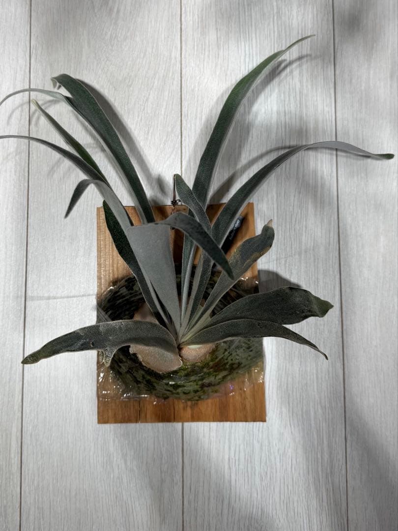 P.veitchii cv Auburn  spor中サイズ株 P.veitchii cv Auburn River spor中サイズ株