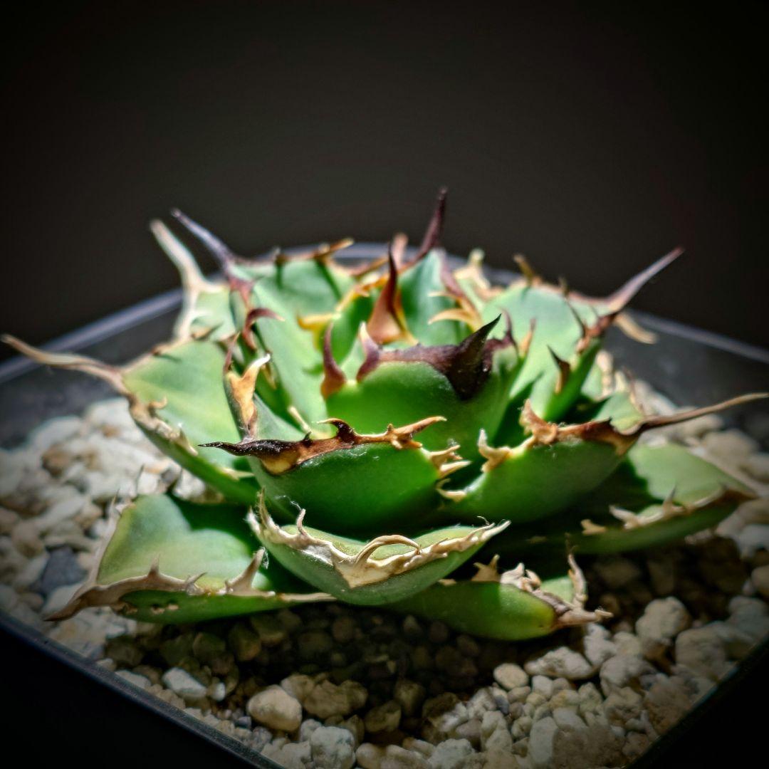 アガベ チタノタ Nova イラン株 reza産