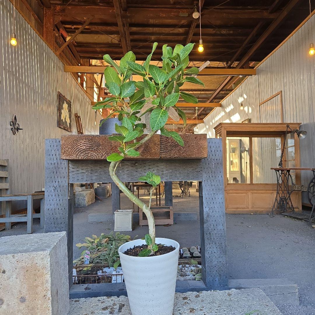 ⑩　フィカス　ベンガレンシ　曲がり仕立て7号　最高等級　おしゃれ 鉢 園芸ネット本店｜フィカス：ベンガレンシス（曲げ仕立て） 7号鉢植え