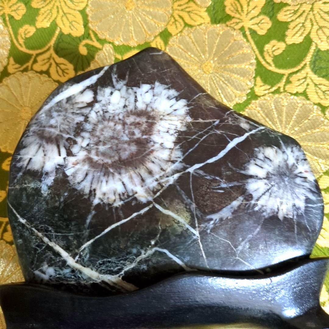 【最終価格】特別天然記念物 岐阜県根尾谷 菊花石 特別天然記念物【根尾谷の菊花石（きっかせき）】の販売ページです。