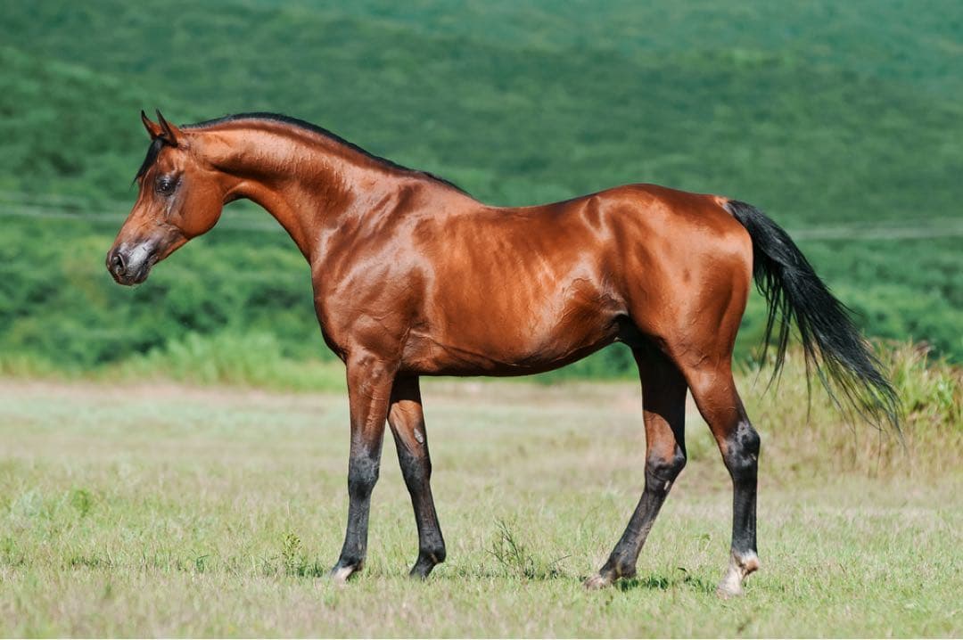 ゆるRICOH GR DIGITAL III 美品 コンデジ 付属品あり リコー（RICOH） 中古 1年保証 美品 RICOH GR DIGITAL III (1000万