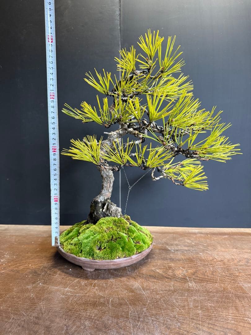特別オークション 赤松盆栽文人木石付き古木苔即戦力 - メルカリ