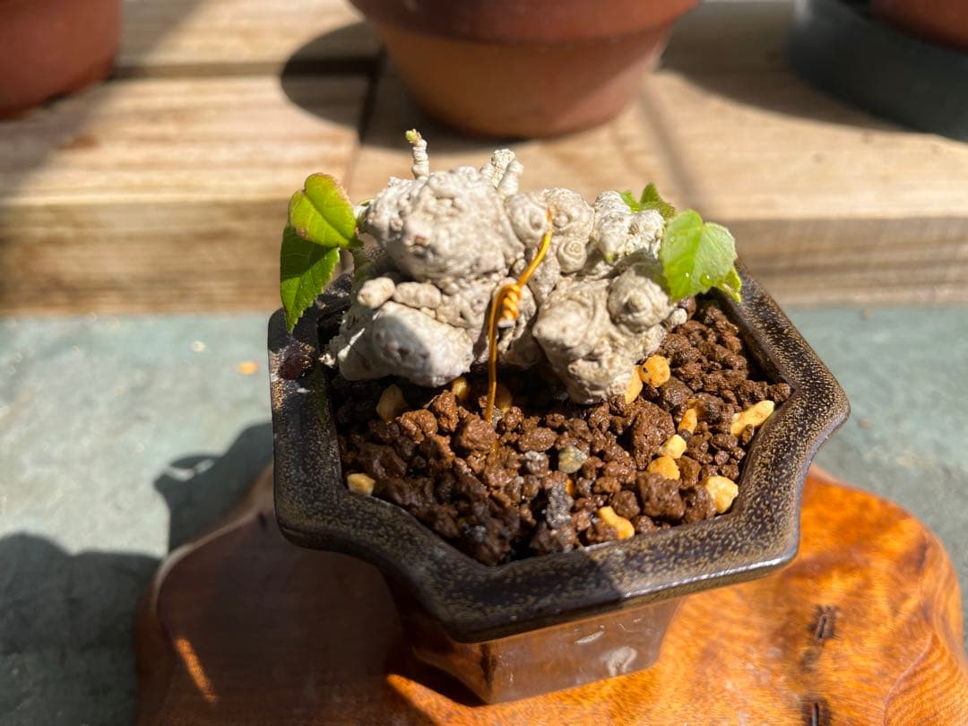 ✨✨✨オキナワオオハマボウ【◎良品素材】検/ユウナハート葉♪happy