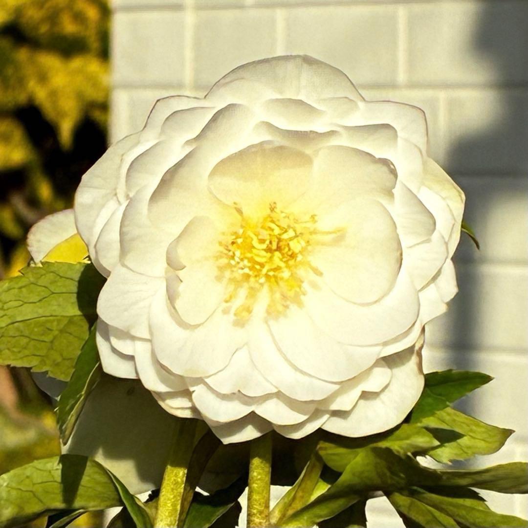 u*0様 3467☘️極上☘️花タグ付☘️強香⭐️かぐや姫⭐️フレグランスオーレ