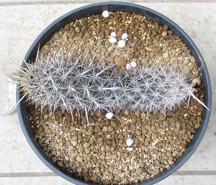 現品】サボテン・入鹿 いるか（ステノケレウス・エルカ）「這う悪魔」9