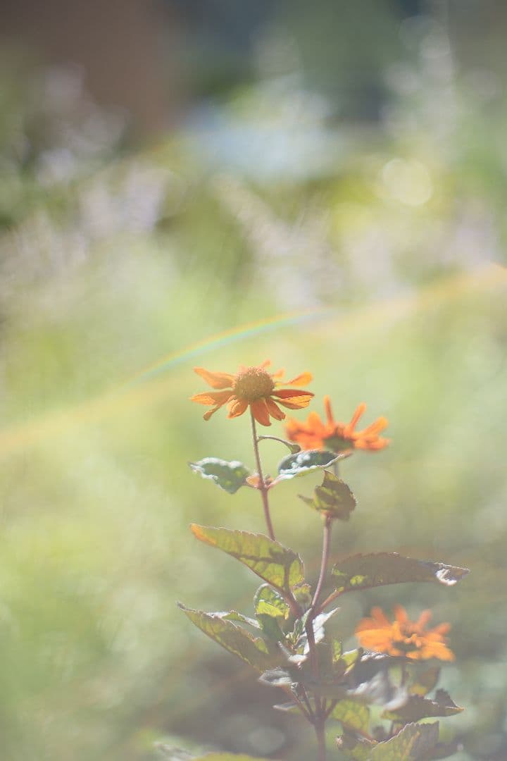 《希少》YASHICA AUTO YASHINON-DX 50mm F1.4