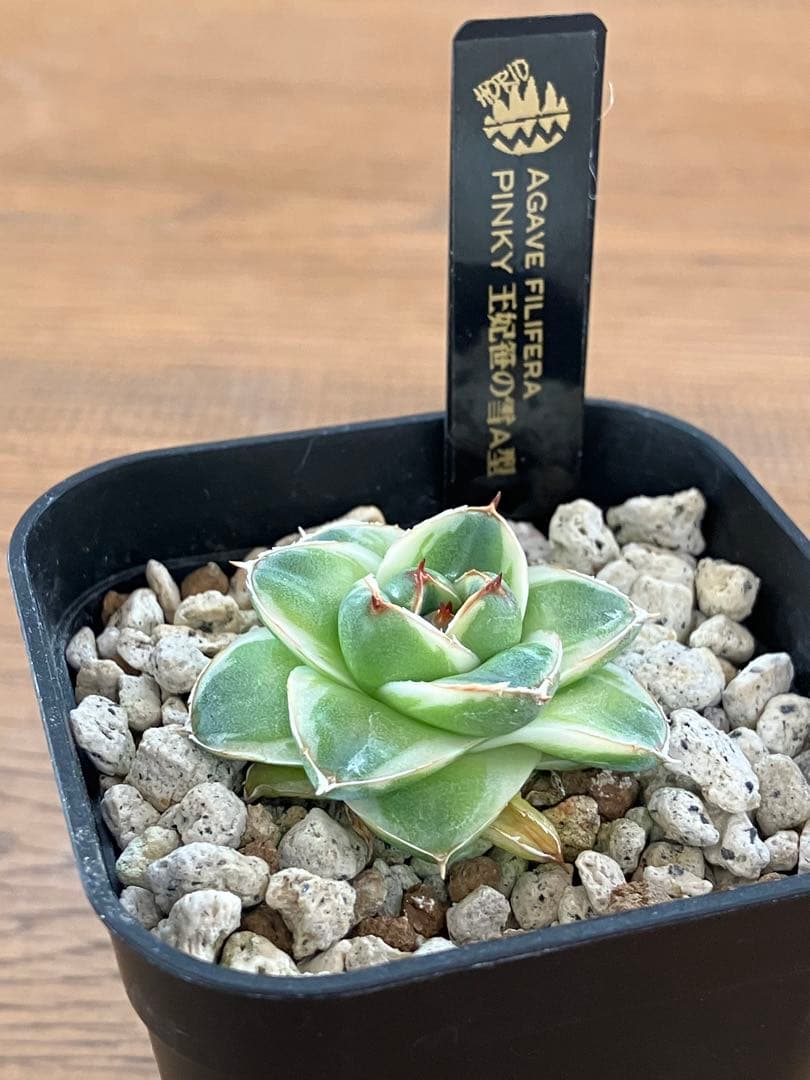 m*n様 【初売りオークション】33 活着 赤棘 アガベ 王妃笹の雪