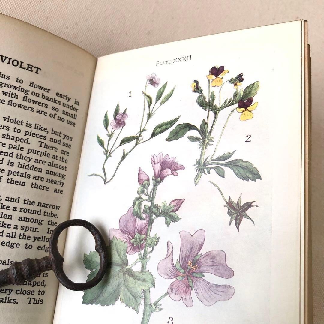 1900年代初期版！ イギリスの希少なアンティーク植物図鑑 花の図鑑