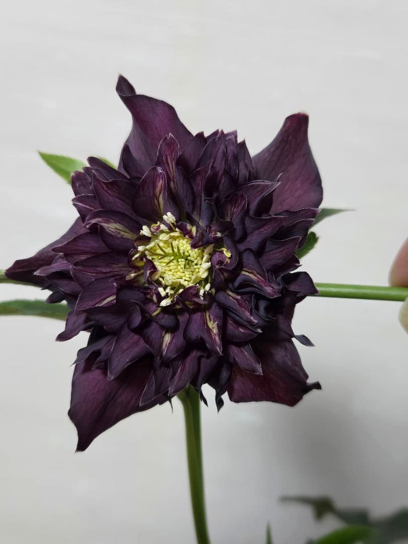 ☆クリスマスローズ☆多弁 変わり咲き☆5号鉢☆ - メルカリ