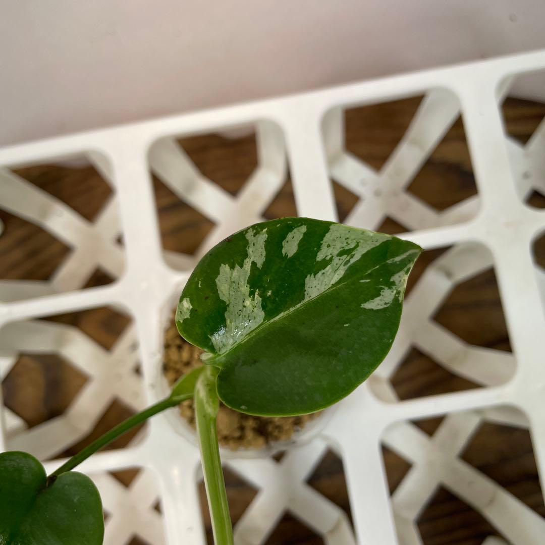 ms26品種保証！斑入り保証！ モンステラ バルバソー フシギダネ