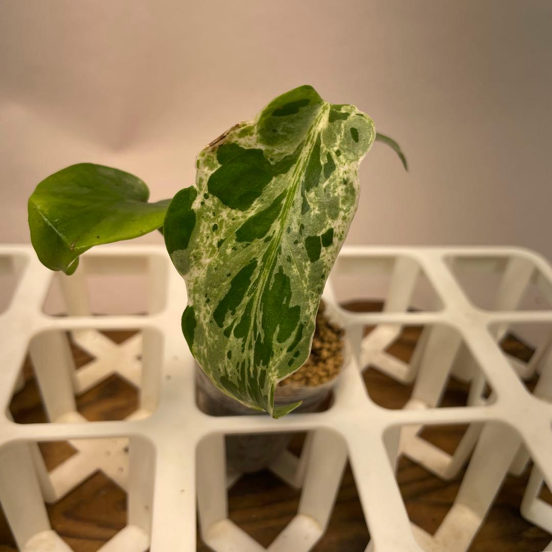 ms26品種保証！斑入り保証！ モンステラ バルバソー フシギダネ