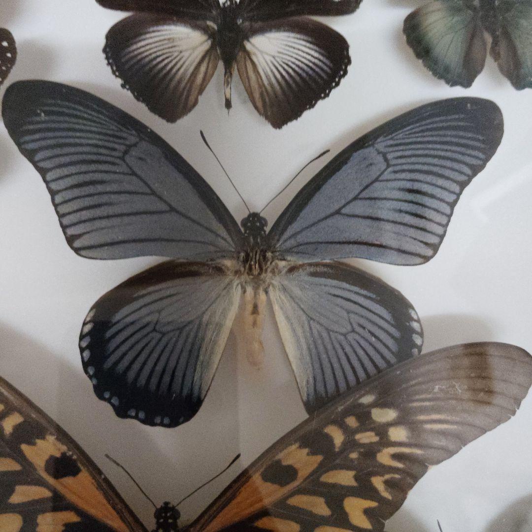 チトヌストリバネアゲハ♂標本ティミカ産大型美麗個体 139mm 迫力
