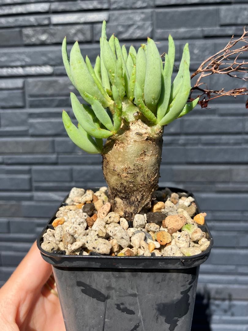 チレコドン　レティキュラータス　万物想　実生苗　開花株 チレコドン・万物想（Tylecodon reticulatus）の育て方、栽培記録 – ゆるぷ