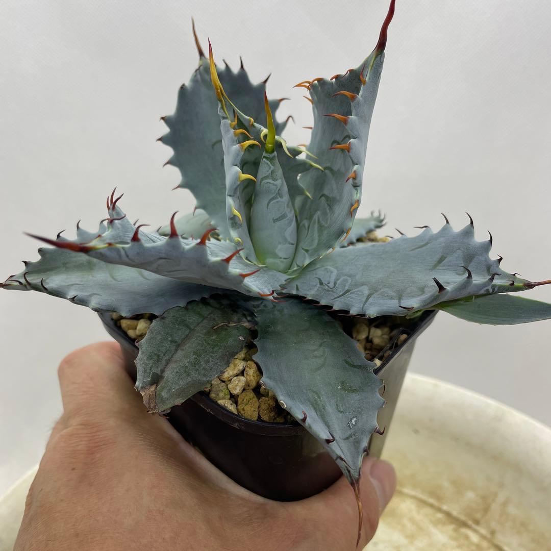 専用 アガベ ハイブリッド 甲蟹×屈原の舞扇 特選タイプ 速達 - メルカリ