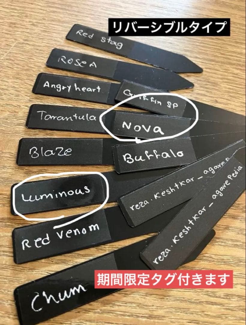 2026年最新】Yahoo!オークション -イラン アガベの中古品・新品・未