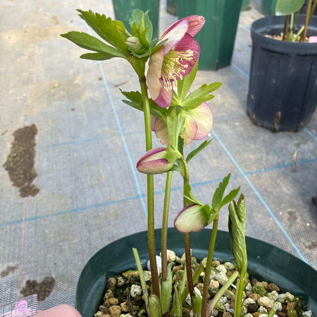 クリスマスローズ リバーシブル グリーンフラッシュ 6寸 - メルカリ