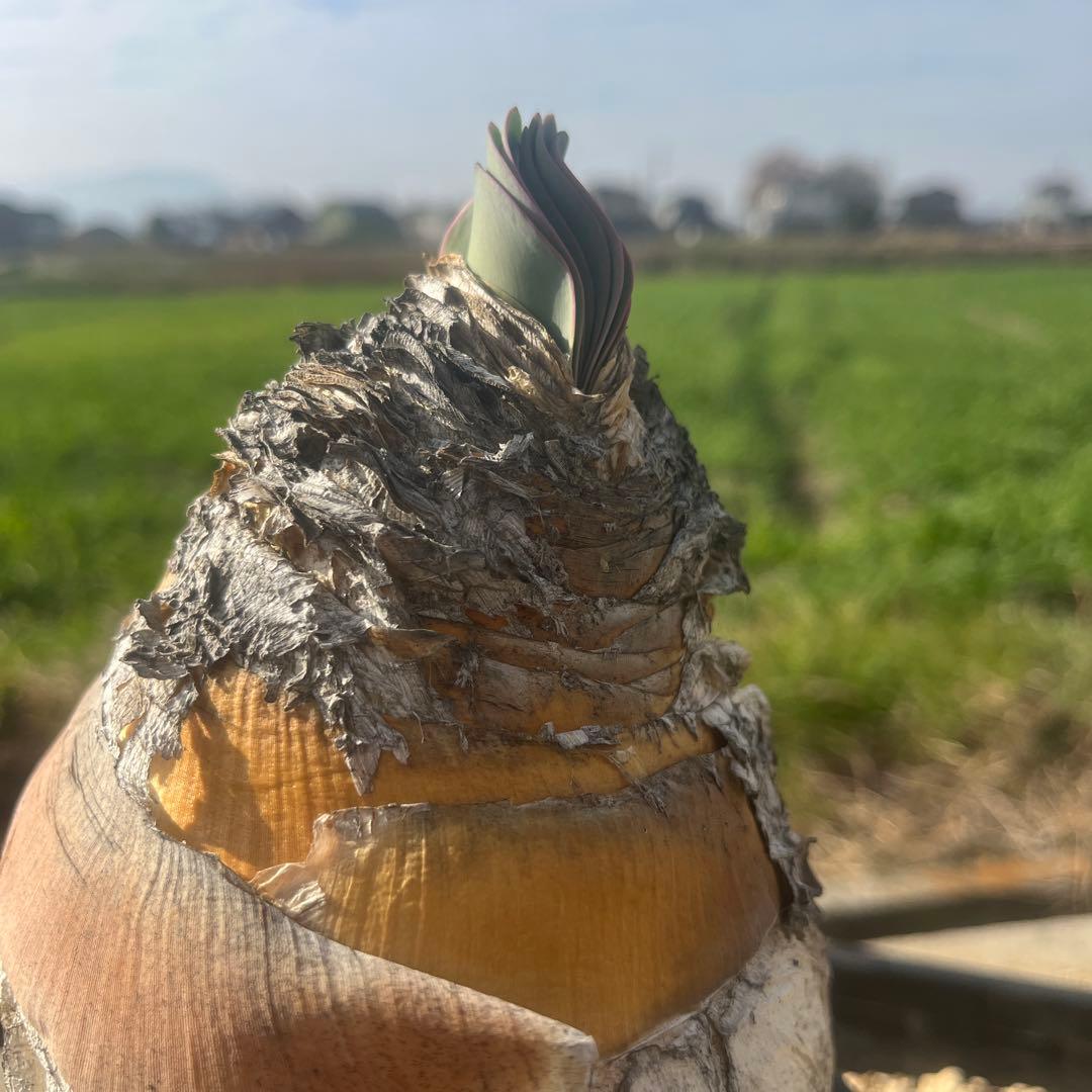 新春特価 ブーファン ハエマンソイデス 鉢ごと発送 発根済