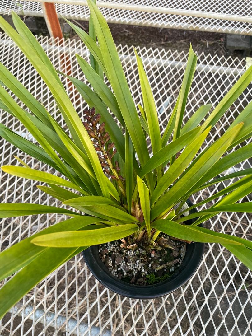 R8年キンリョウヘン花芽4本#7 - メルカリ