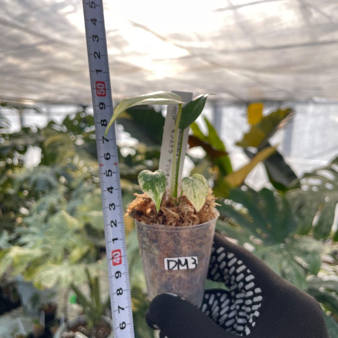 DM3モンステラ デリシオーサ ミント斑入り 2寸ポリポット ネコポス発送