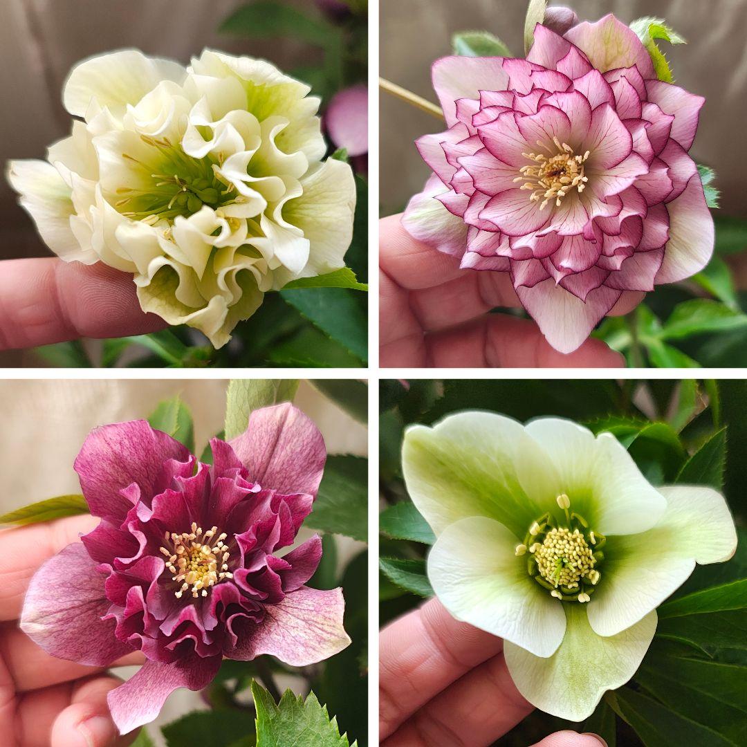 2626 多弁ダブルやシングル クリスマスローズ開花株 お得4苗セットC