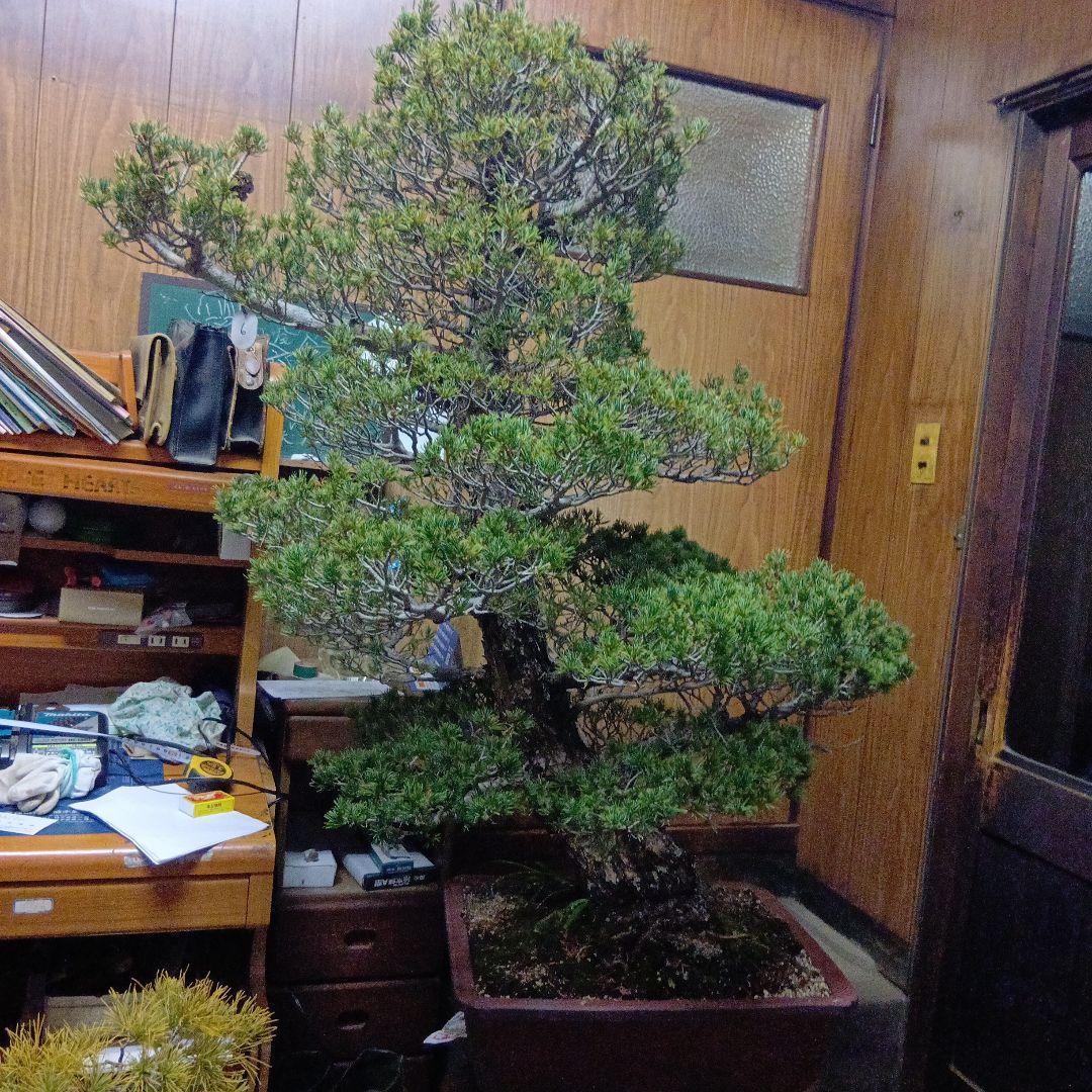 瑞祥か九重松（幹根元直径約15センチ）盆栽持ち込み古い - メルカリ